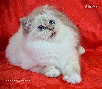 /album/fotogaleria%3a-ashima-de-catali%c2%b4s/snowyglovesagradodebirmania-23-jpg/